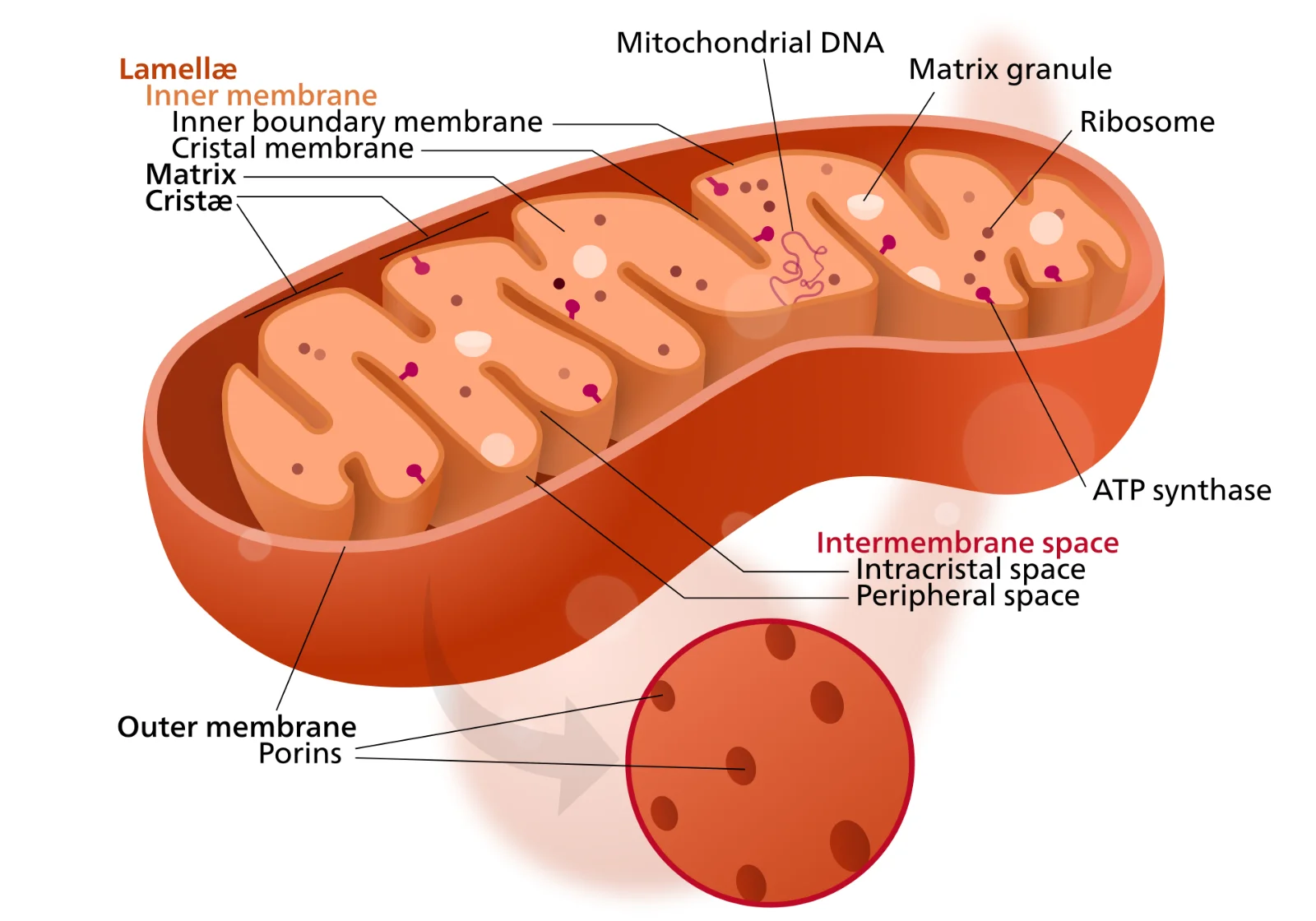Diagram of the structure of a mitochondrion