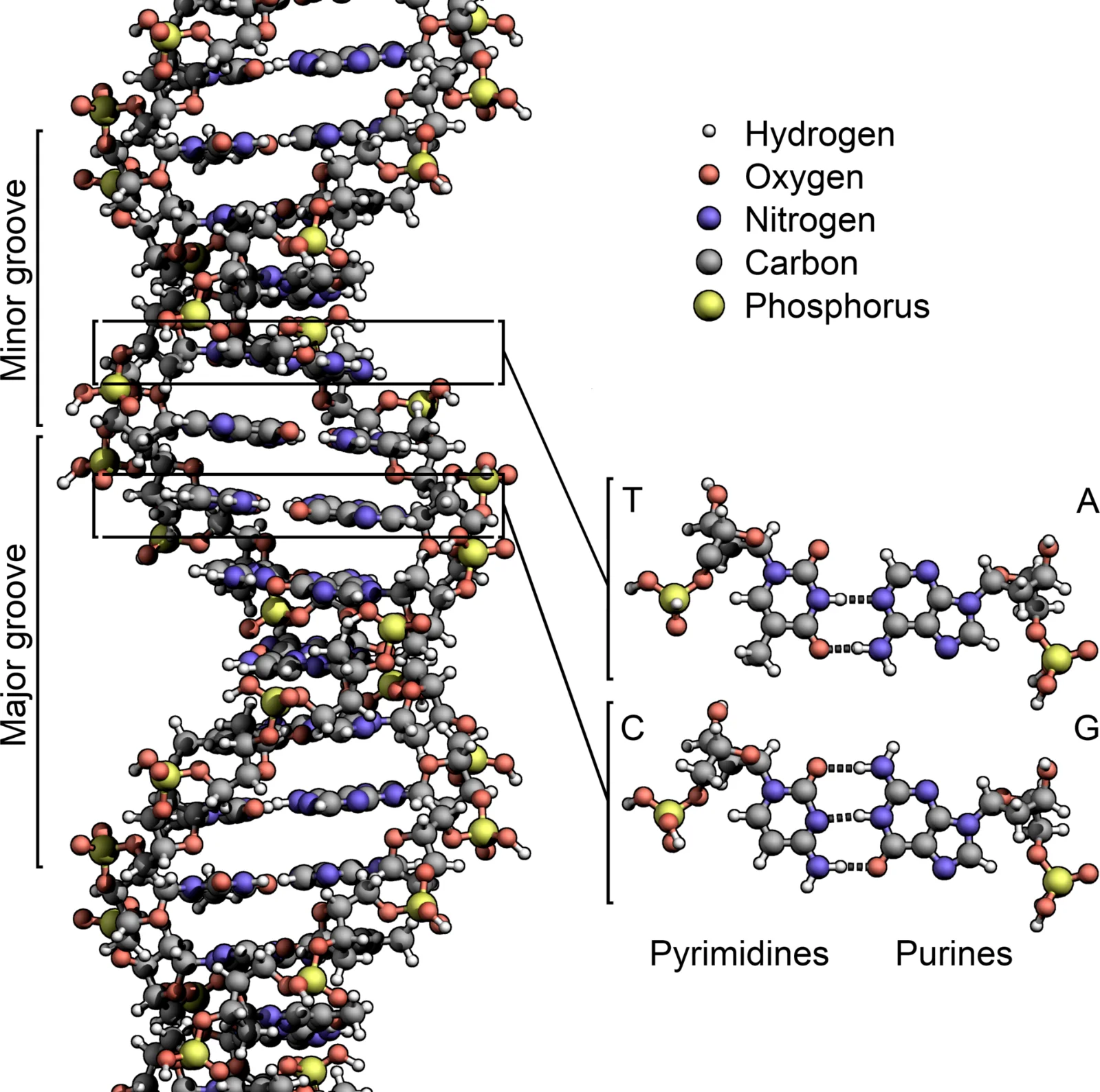 Diagram of the DNA double helix with its base pairs labelled