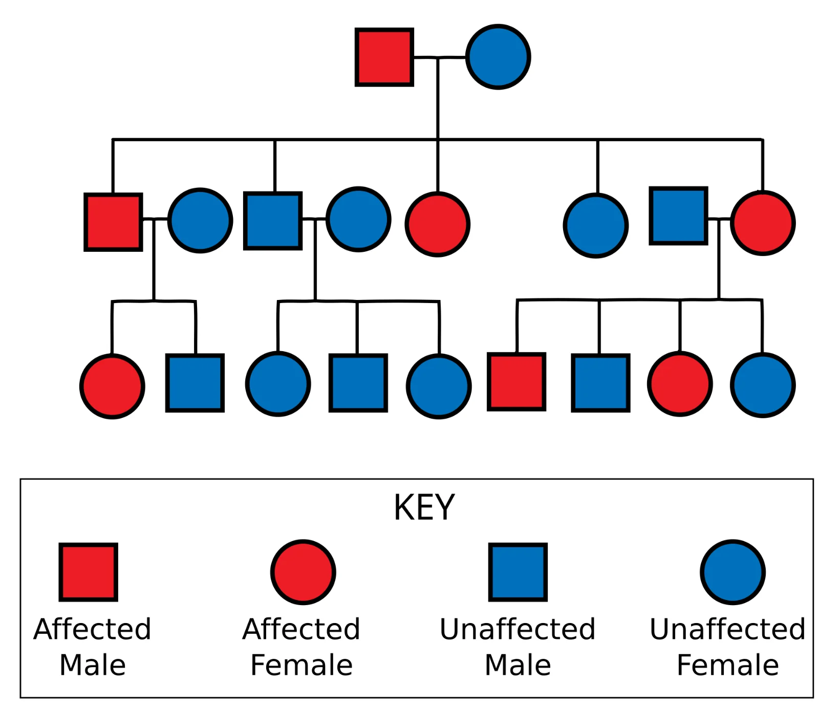Example pedigree chart showing how a trait passes through generations