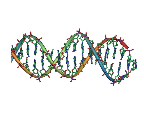 Simple illustration of the DNA double helix