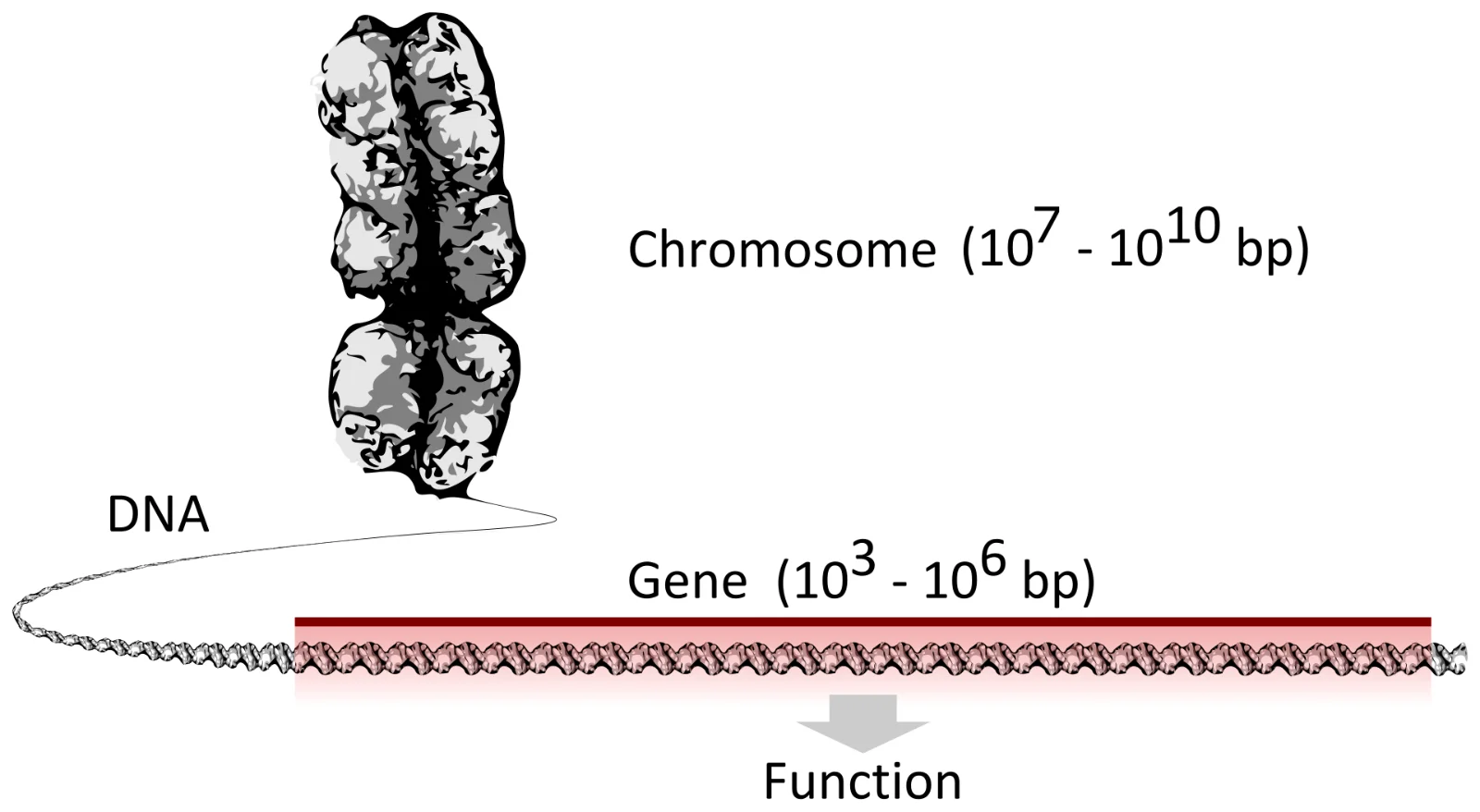 Diagram showing DNA packed into a chromosome and a gene within it